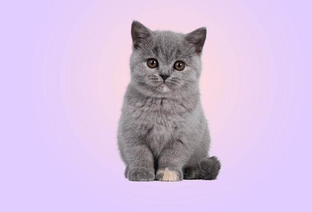 Cat animal store online shopping
